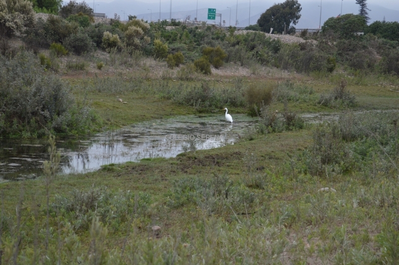 DSC_0036 Copiar-1.JPG